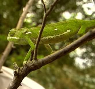 chameleon3.jpg