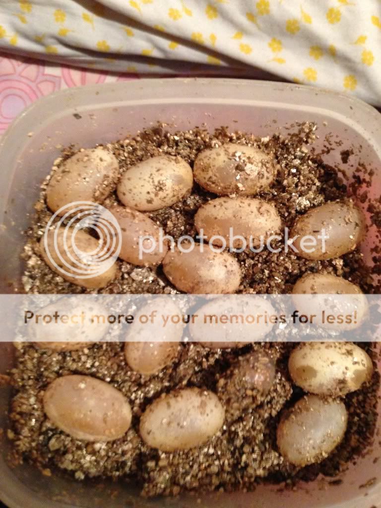 null_zps322a1abb.jpg