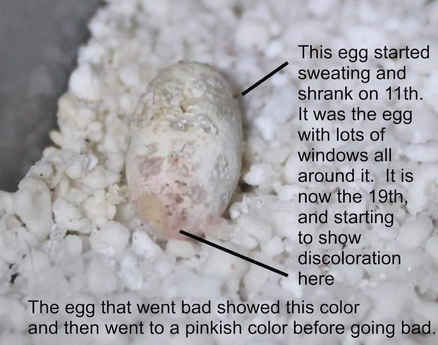 eggupdate.jpg