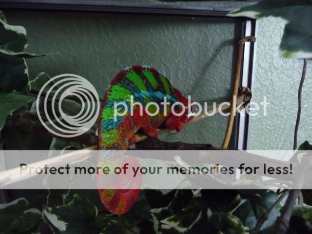 IMG_2085_zpsb469e921.jpg