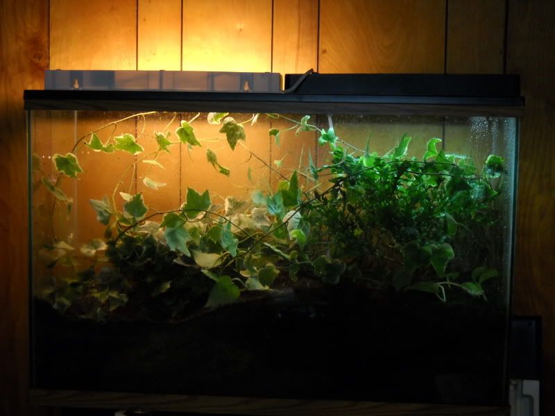 PygmyViv009.jpg