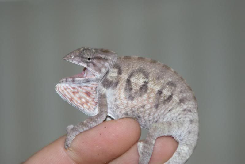 lateralis_female.jpg