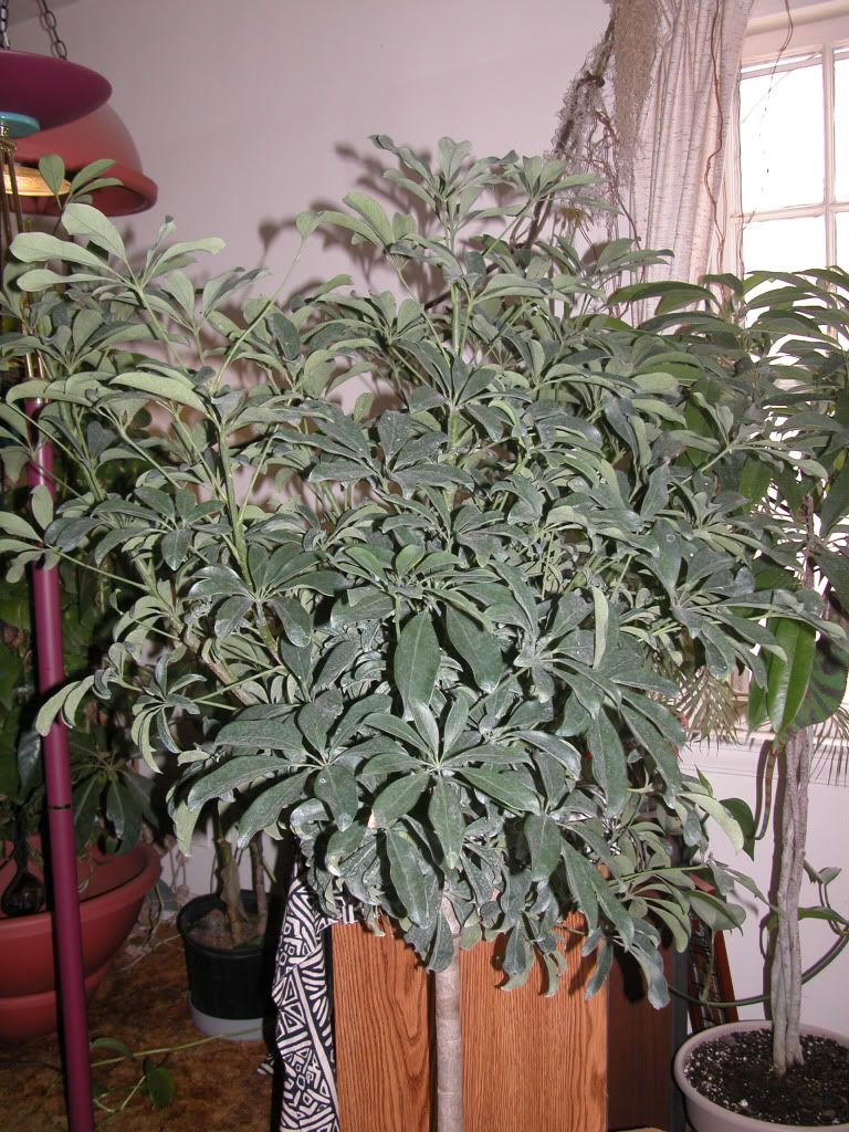NewPlantsFeb2010.jpg