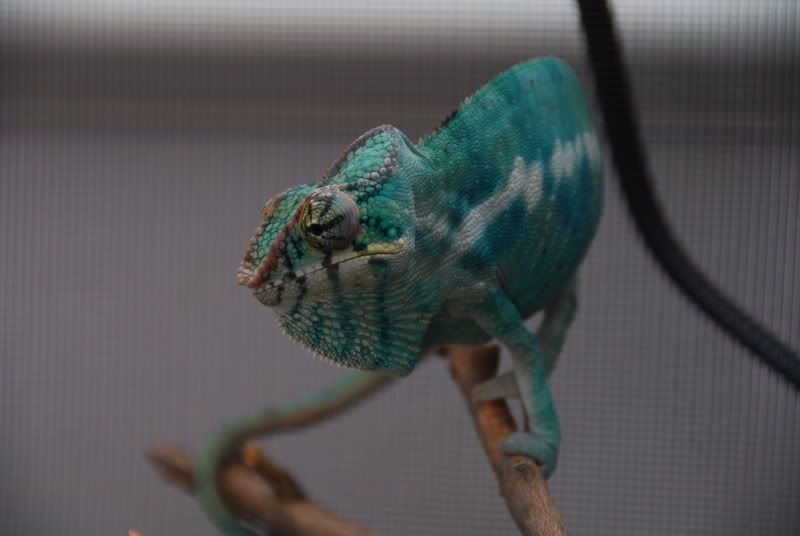chameleons041.jpg