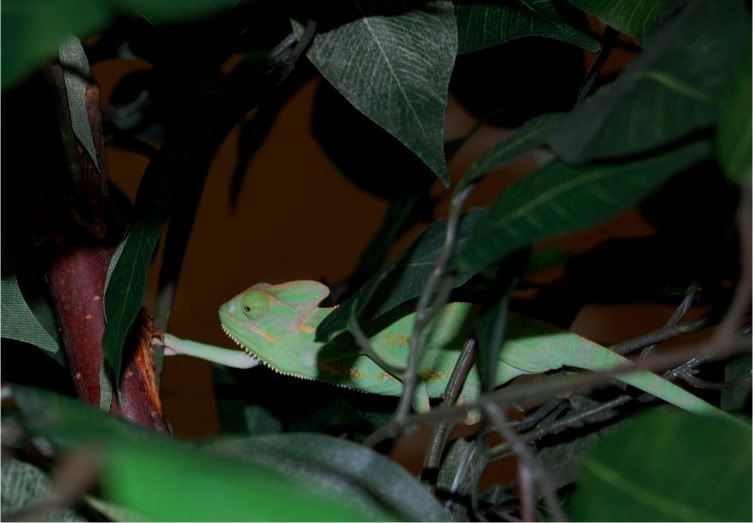 Rango012-2-1.jpg