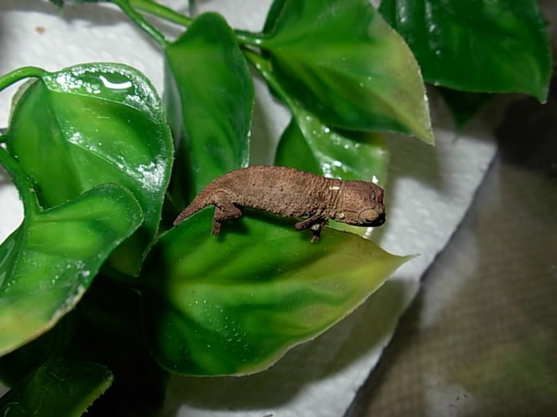 DSCN4455.jpg