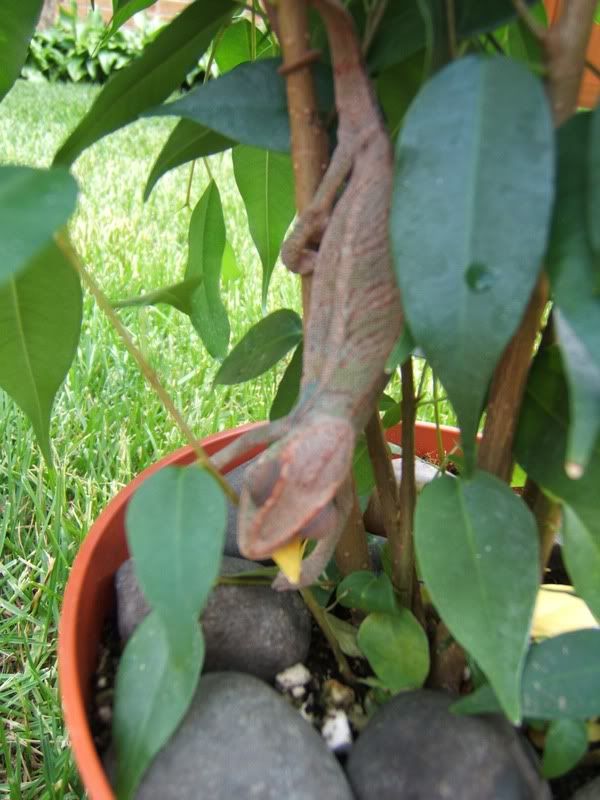 ChameleonEatingFicus011.jpg