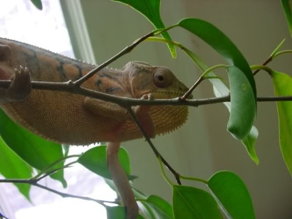 ChameleonsFeb26th07029.jpg