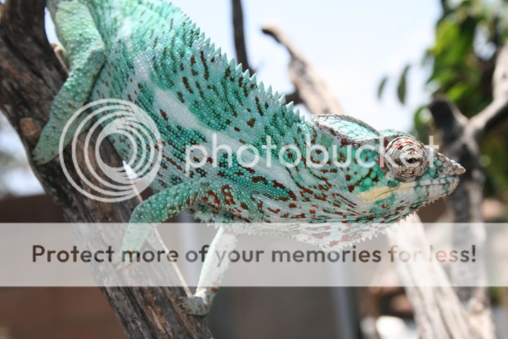 eospics9-19-09035-1.jpg