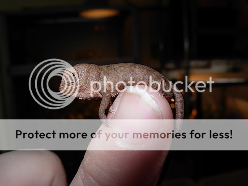 DSCN4537.jpg