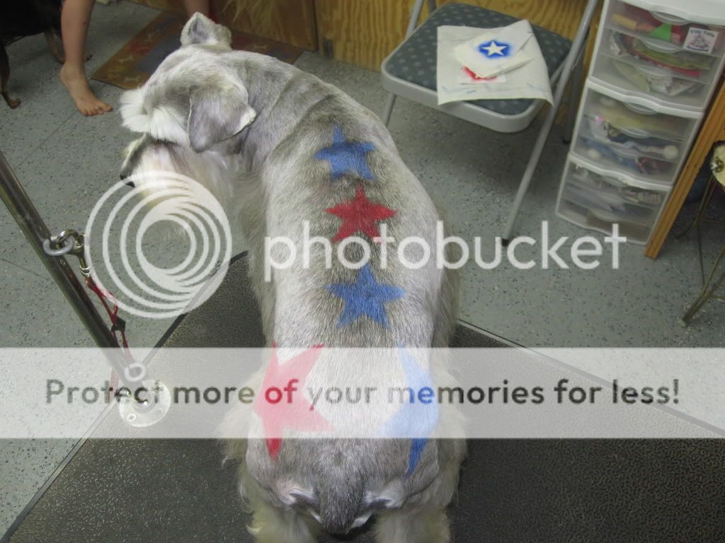 4thdaisypics012.jpg