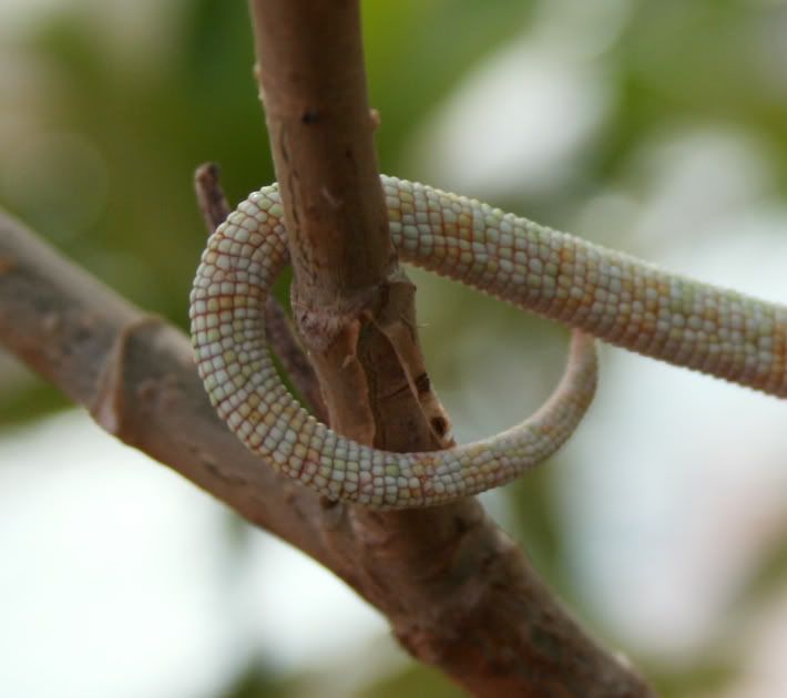 tailstick.jpg