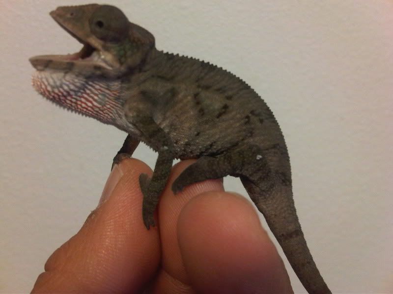 chameleon3007.jpg