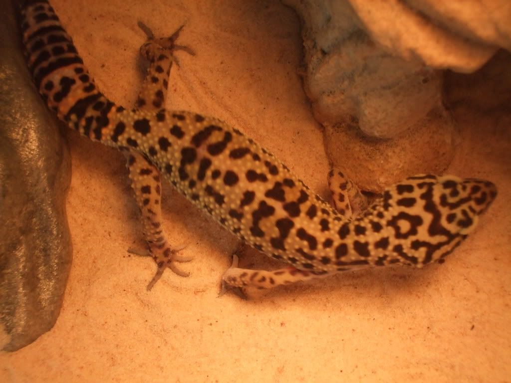 Leo11-2-10004.jpg