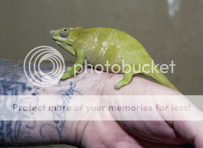 12262011_mouse.jpg