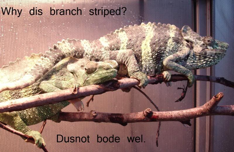 branchstriped.jpg