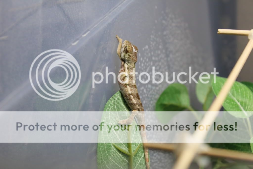 Chamandbugpics122.jpg