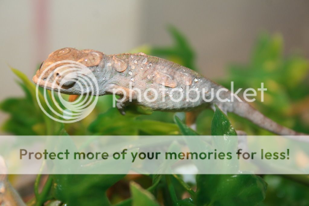 tritonfalybabies030.jpg