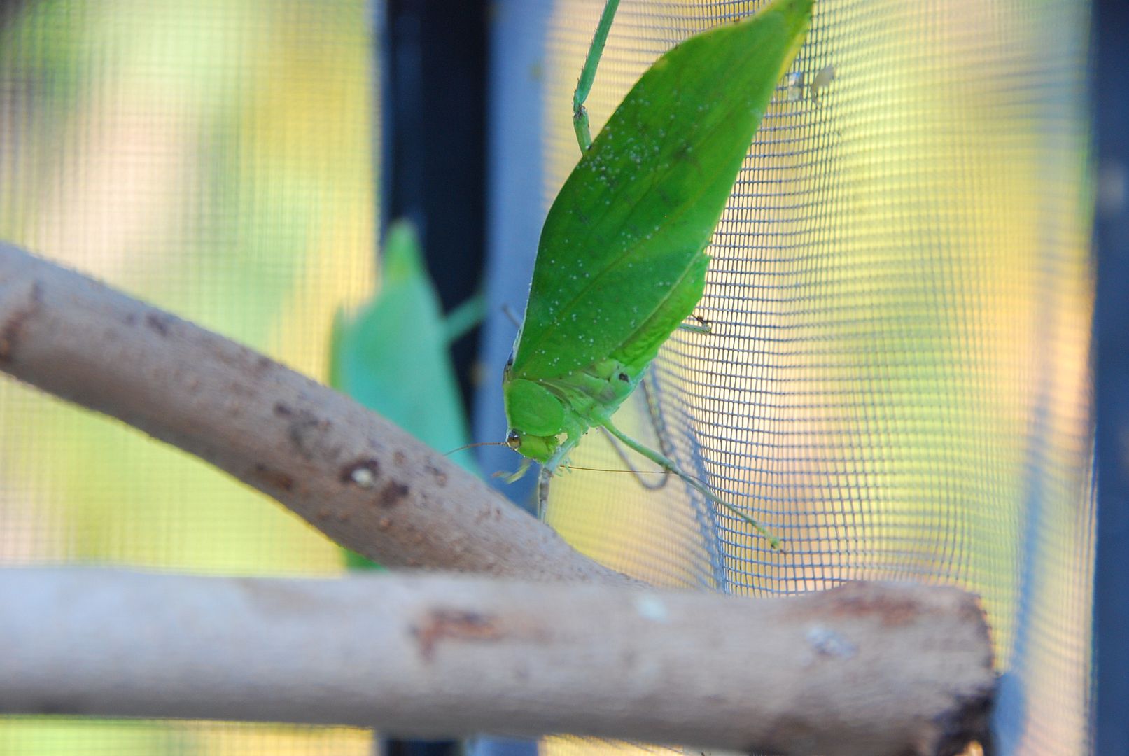 Heras1stoutingMufasasnetKatydidsSadie6312021.jpg