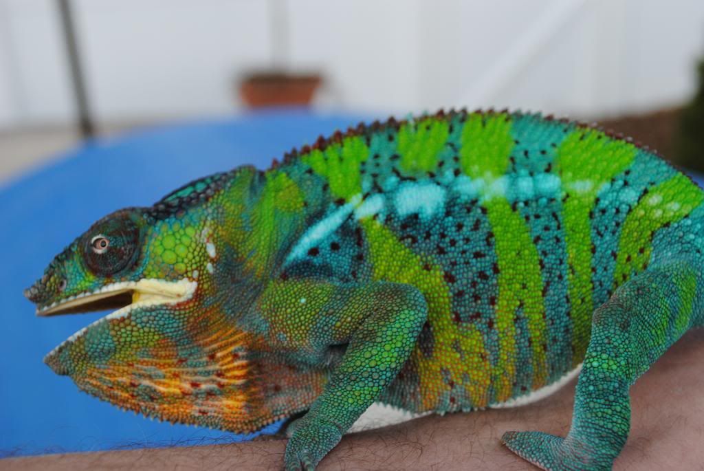 DSC_0514.jpg