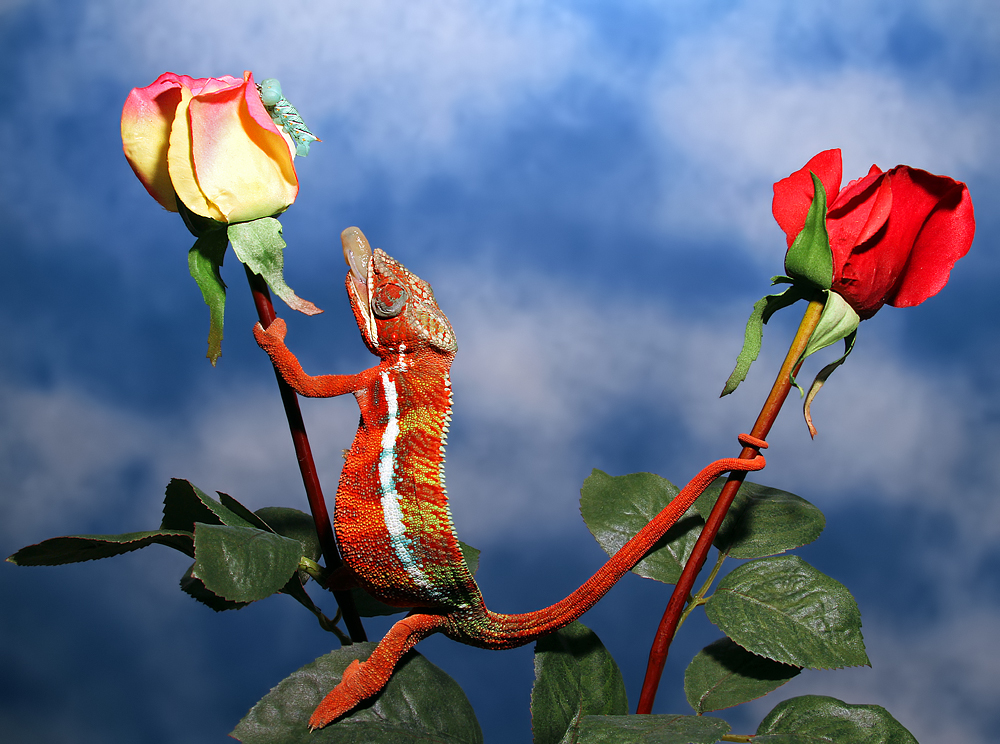 Hornworm%20and%20Rose.jpg