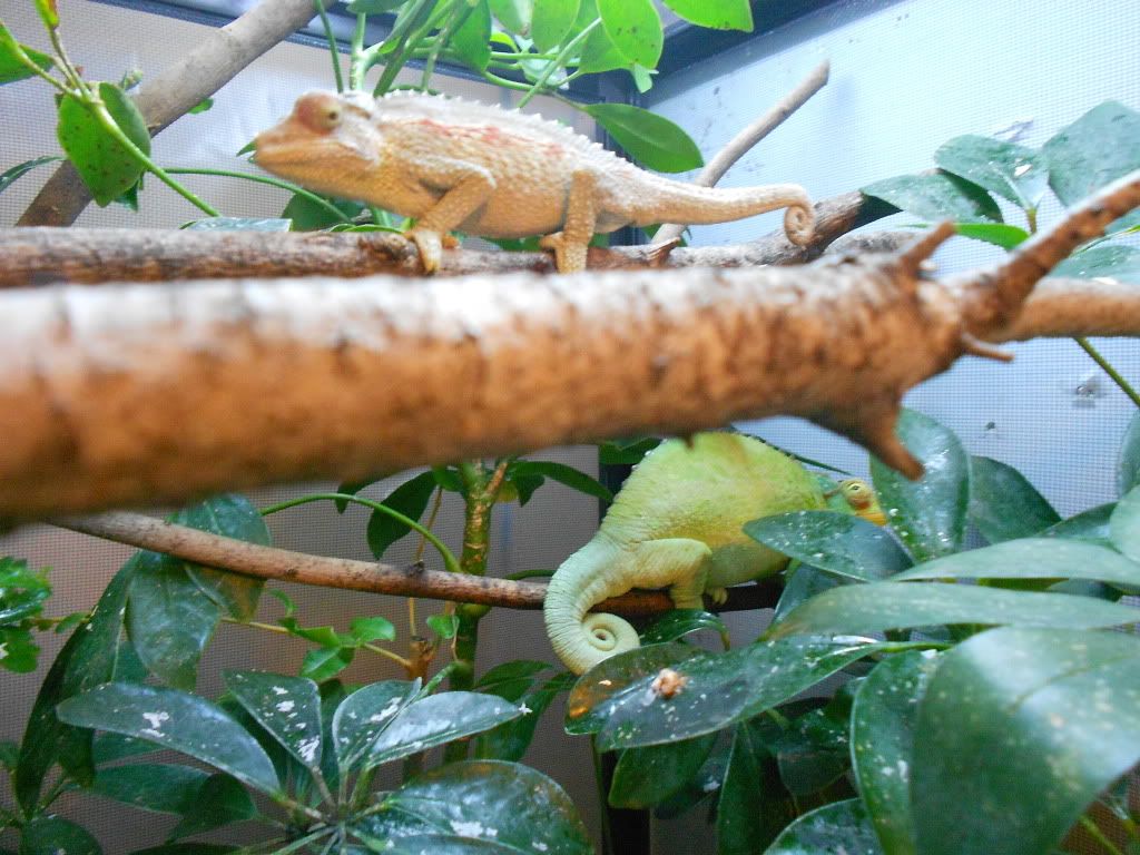 DSCN0336.jpg