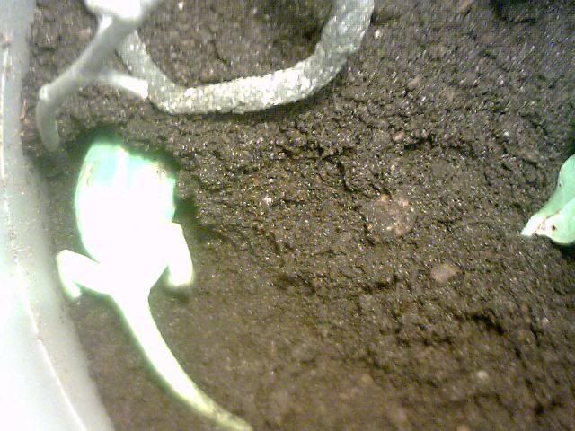 Picture001.jpg