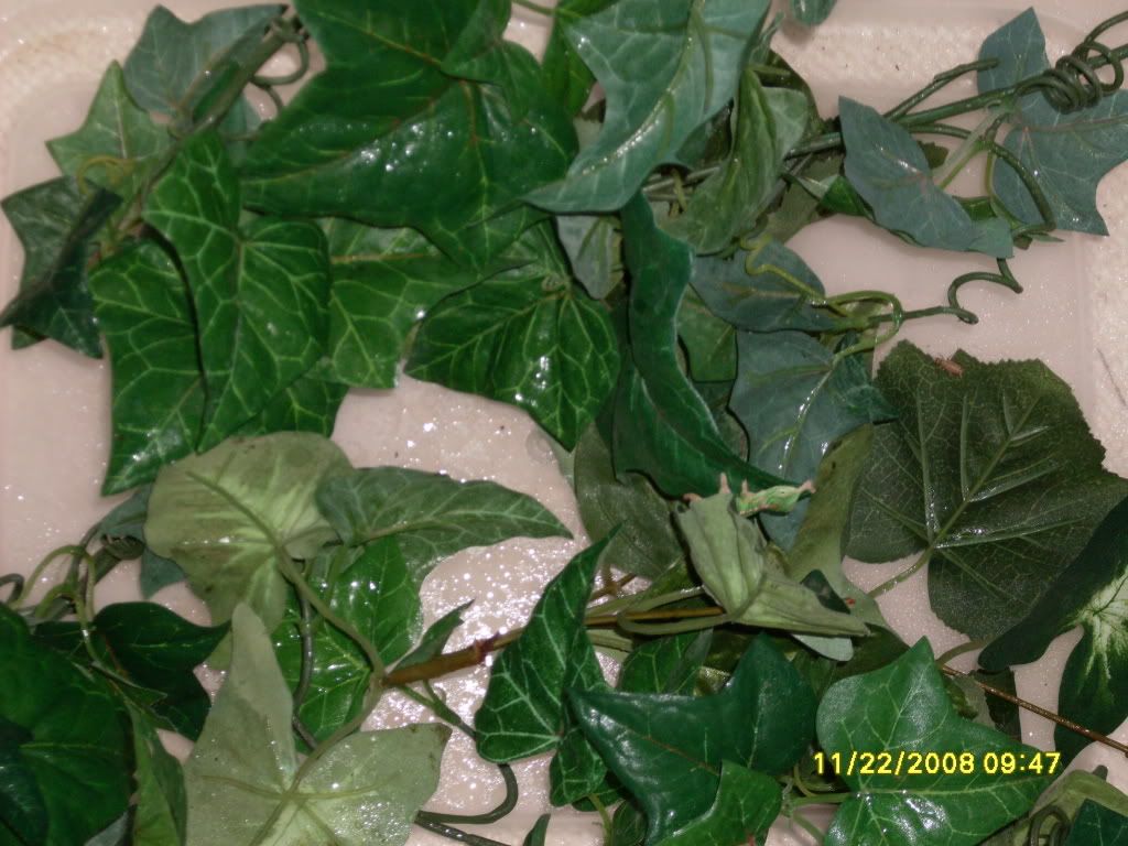 SDC10165.jpg