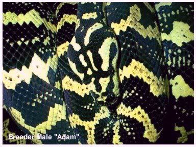 Adam1a.jpg