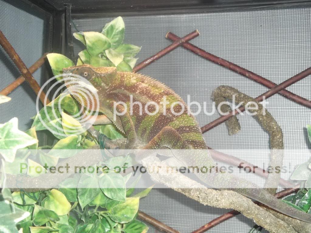 gilbertup.jpg