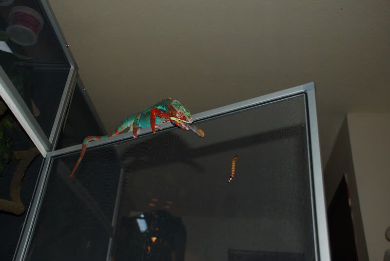 DSC_0046.jpg