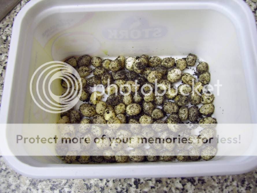 103Eggs.jpg