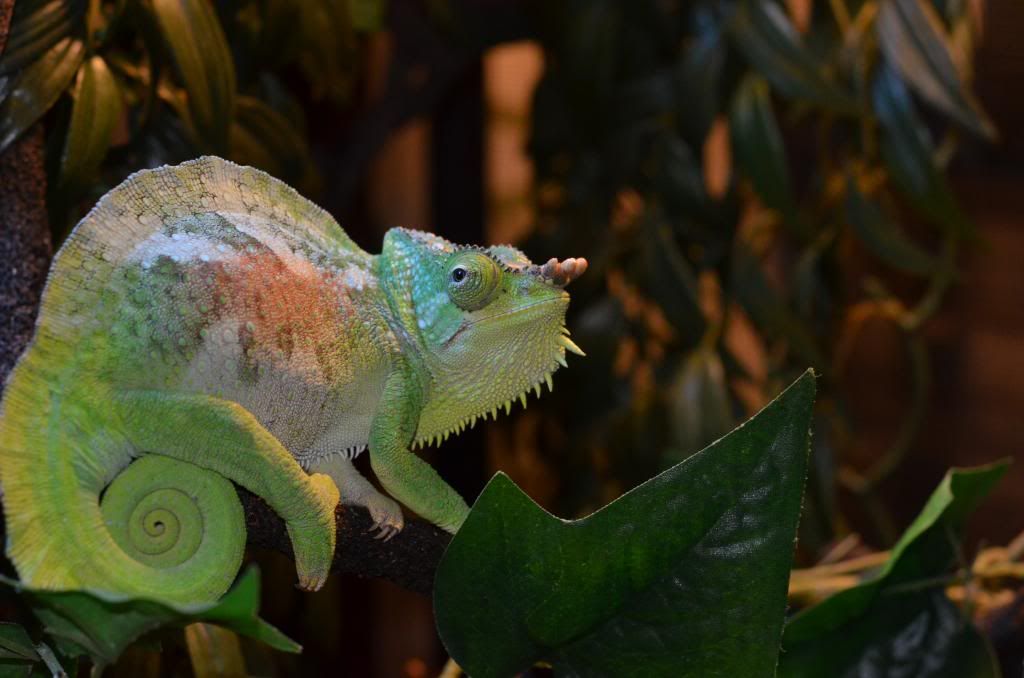 DSC_0055.jpg