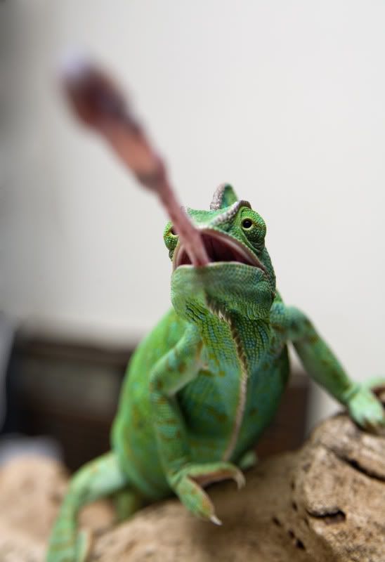 06262011_Oozle2.jpg