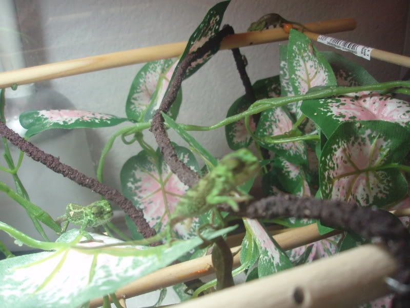 QuadBabies043.jpg