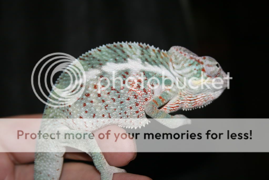 lilfalys003.jpg