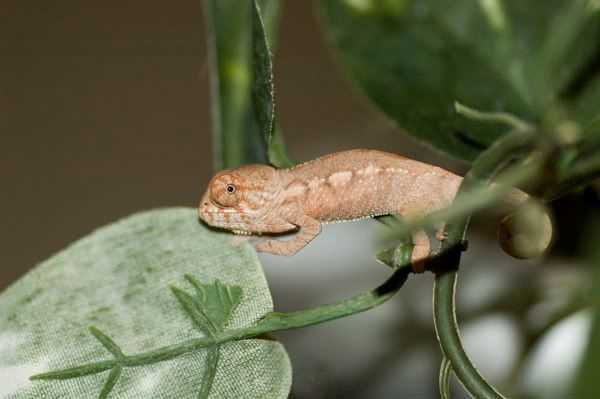 hatchling_081909.jpg