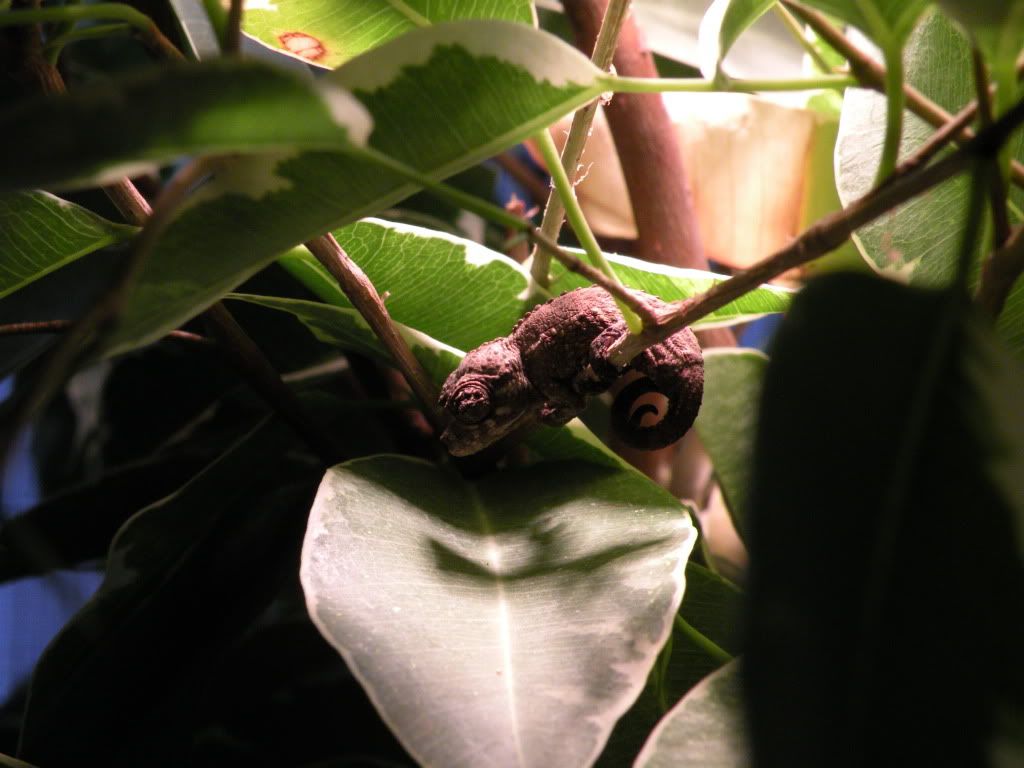 DSCN7261.jpg