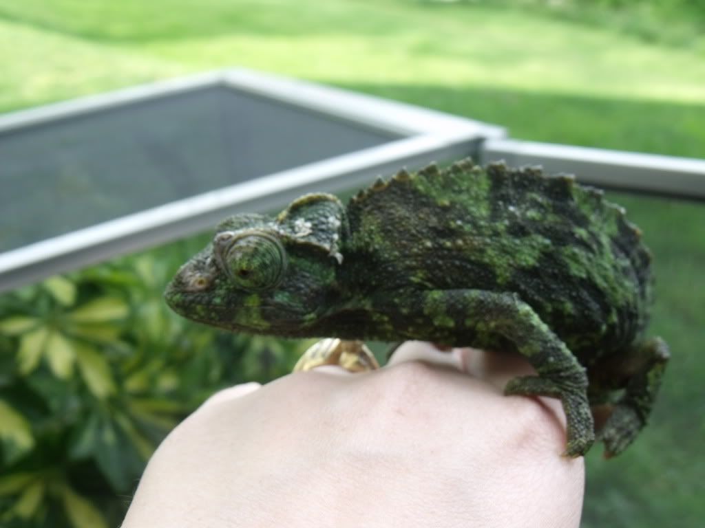 2010_0520chams0011.jpg
