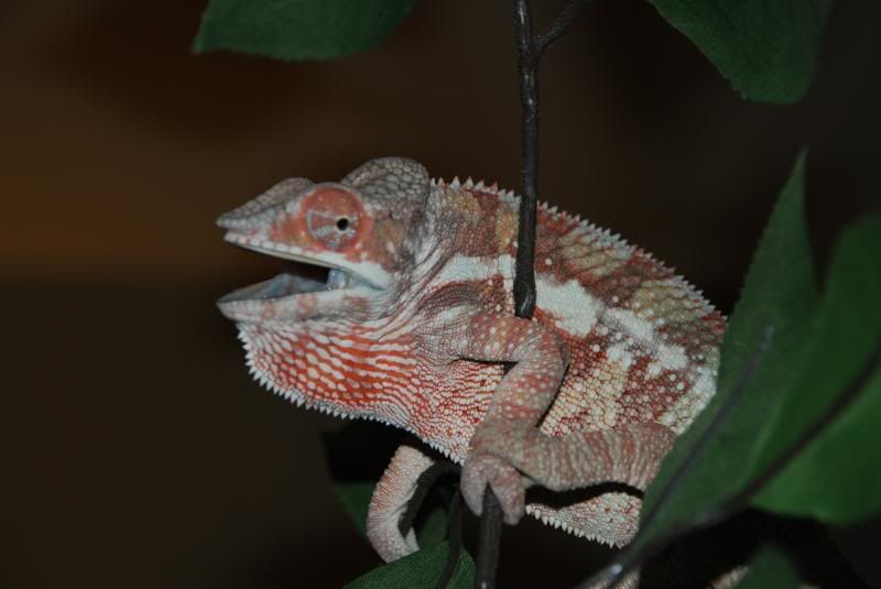 DSC_0097.jpg