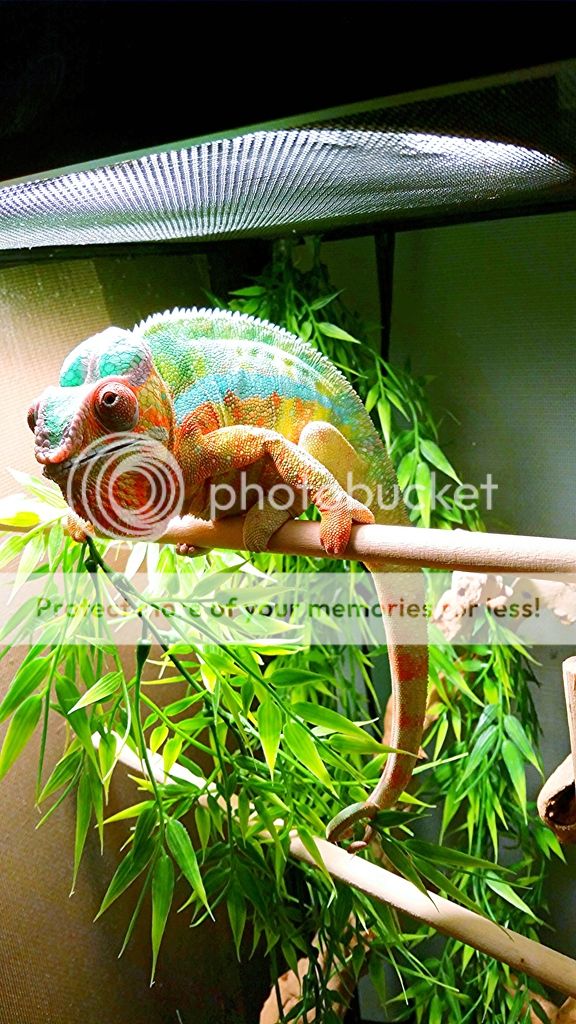 IMG_20150615_130403.jpg