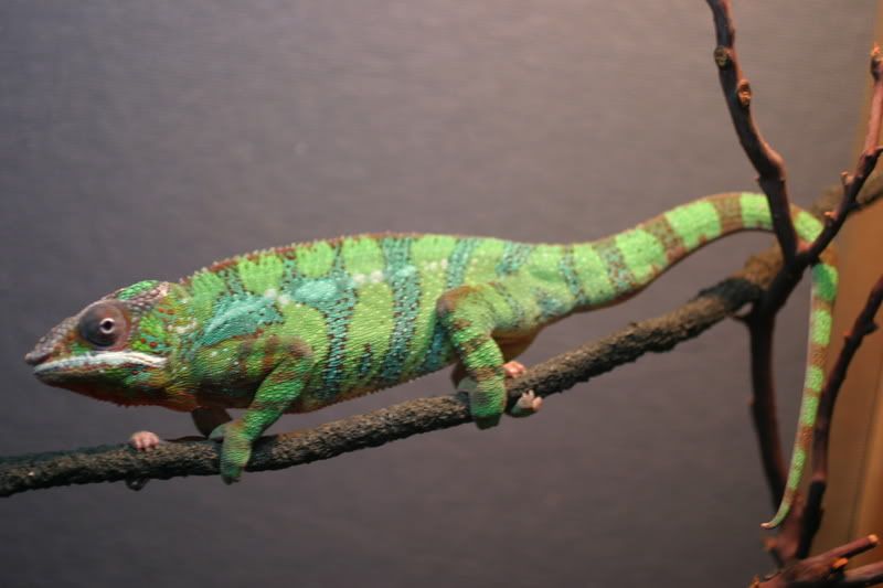 Sept1stChameleon013.jpg