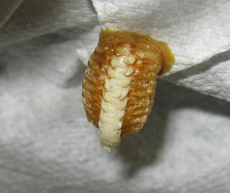 ooth7.jpg