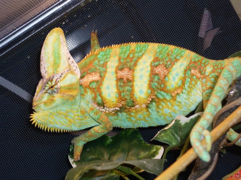 pets040.jpg