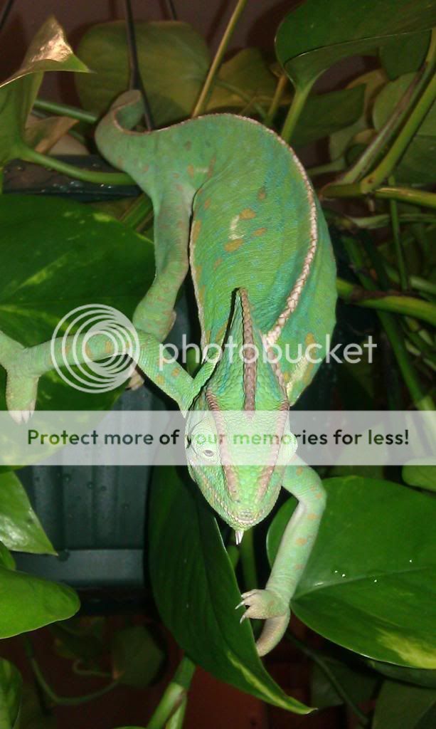 Freerange2_zpsc1a9b216.jpg