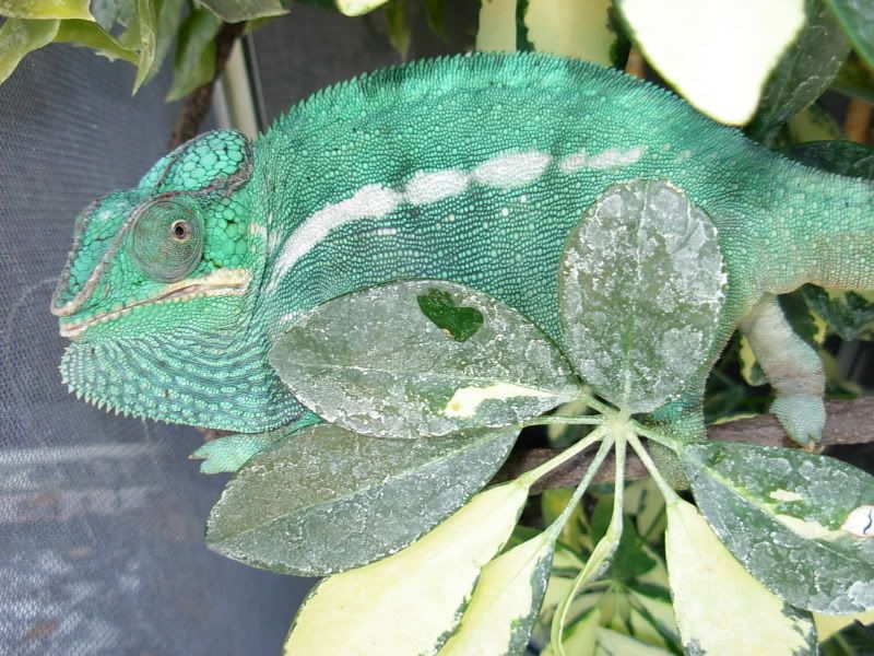 DSCN5546.jpg