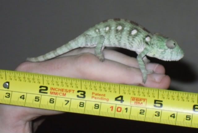 femalesize.jpg