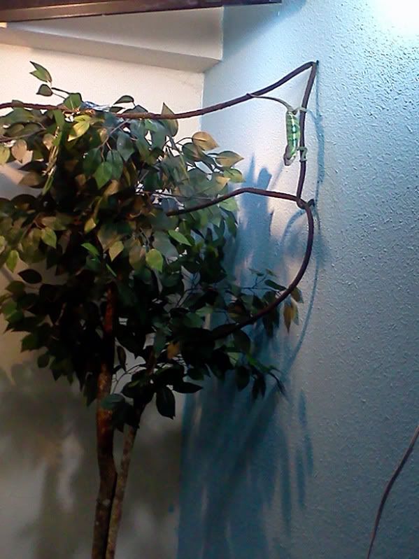 IMG_20110910_153136copy.jpg