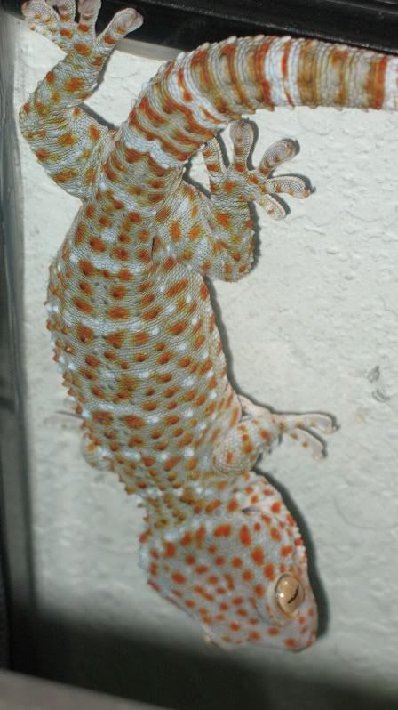 GoldenGecko013.jpg