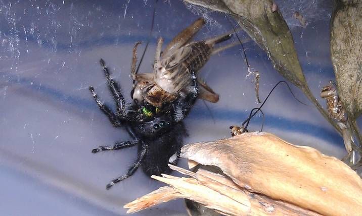 spider.jpg